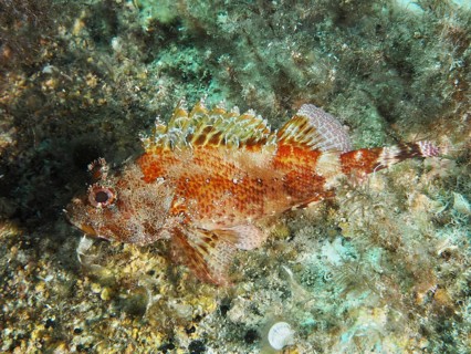 A Madeira scorpionfish (Scorpaena maderensis) on the seabed between algae, dive site Giens