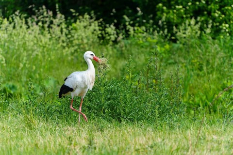 A stork with grass in its beak on a green meadow, white stork (Ciconia ciconia), wildlife, Germany