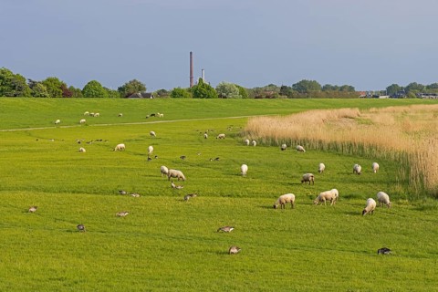 Sheep and geese graze together on the banks of the Elbe, Glückstadt, Schleswig-Holstein, Germany