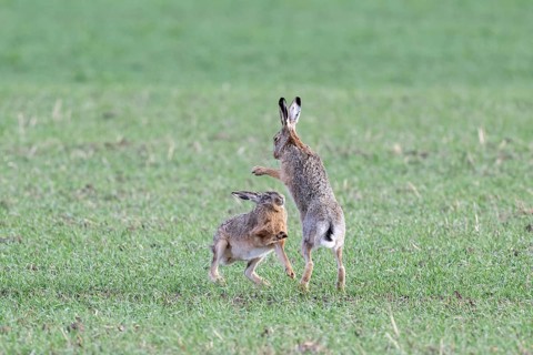 European hare (Lepus europaeus) mating season, so-called gathering time, hares fighting with each