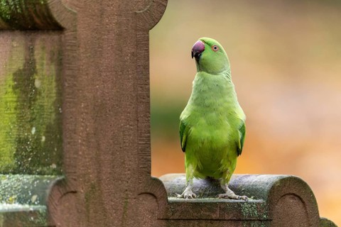 Rose-ringed parakeet (Psittacula krameri) on a gravestone, wildlife, Germany