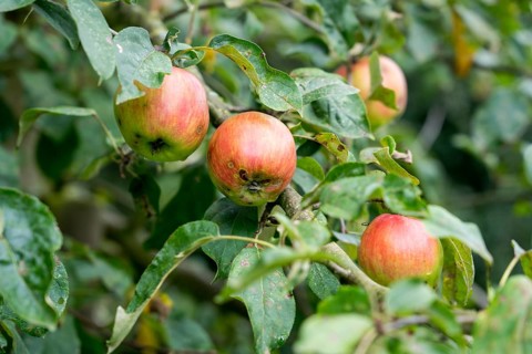 Gravenstein apple, old variety, Germany, Europe