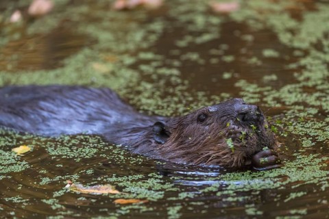 One North American beaver or Canadian beaver, Castor canadensis, swimming through a pond covered