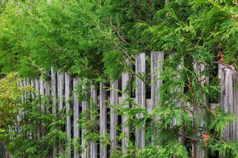 Thuja occidentalis - White Cedar hedge branches growing through wood plank fence on residential