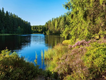 Heideblüte am Vogtlandsee, called moor pond, small forest lake in the Vogtland, Saxony, Germany