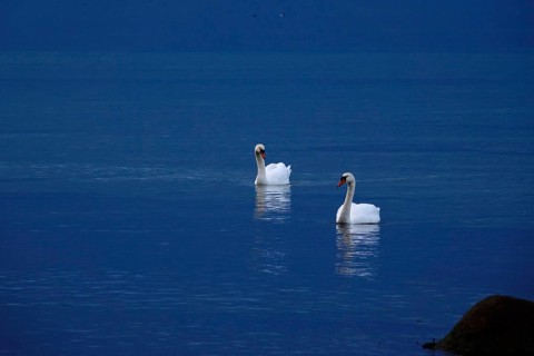 Mute swans, Baltic Sea, Mecklenburg-Western Pomerania, Germany