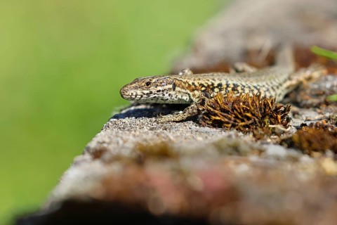 Wall lizard (Podarcis muralis), European wall lizard, in a vineyard, portrait, reptiles, animals,