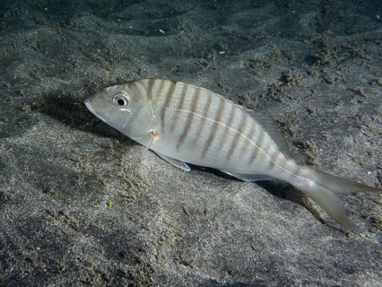 Marble bream (Lithognathus mormyrus) lies on sandy ground in seawater, dive site Playa, Los