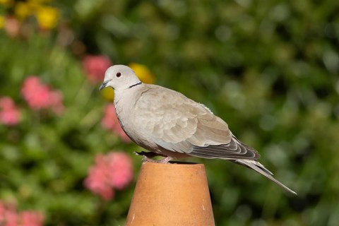 Collared dove (Streptopelia decaocto) adult bird on a garden plant pot, Suffolk, England, United