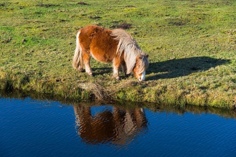 Feeding horse (Equus), Shetland pony reflected in the water, Earnewald, Eernewoude, Friesland,
