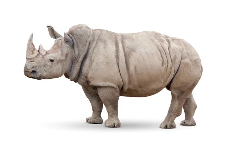 Single large rhinoceros isolated on white