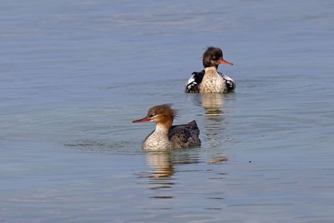 Birds, ducks, red-breasted merganser (Mergus serrator) swimming in the Baltic Sea, female in front,