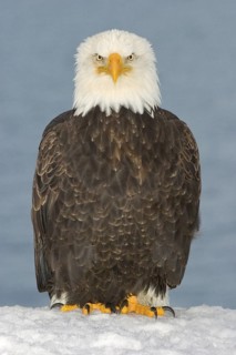 Bald Eagle (Haliaeetus leucocephalus), Alaska, USA