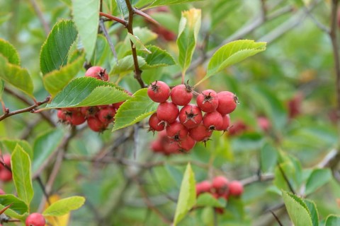 Plum-leaved hawthorn (Crataegus × persimilis 'Splendens'), Hesse State Garden Show, Federal
