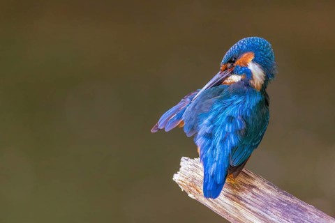A common kingfisher (Alcedo atthis) preening its plumage on a perch, kingfishers (Alcedinidae),