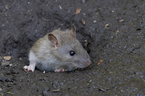 Brown rat (Rattus norvegicus) adult rodent animal emerging from a burrow hole entrance, England,