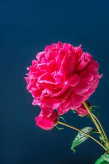 Vibrant pink peonies in full bloom are elegantly displayed against a rich dark blue background. The