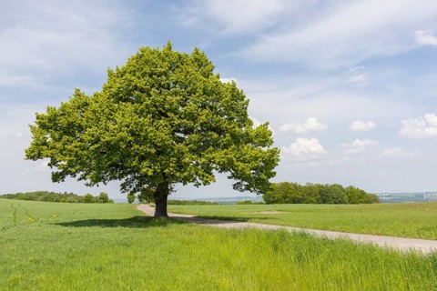 Single standing oak (quercus) on a hill in Burkersdorf, Kirchberg, Saxony, Germany