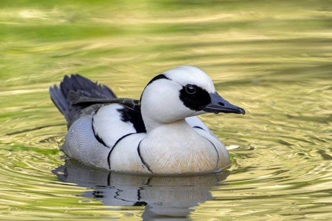 Smew (Mergellus albellus, Mergus albellus) male swimming in pond in spring