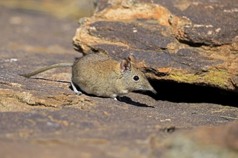 Short-eared elephant shrew (Macroscelides probosideus), adult, foraging, Mountain Zebra National