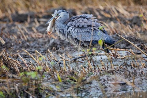 Grey heron (Ardea cinerea) Germany