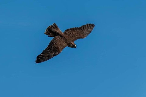 A falcon flying in front of a clear blue sky, Saker falcon, (Falco cherrug), Germany