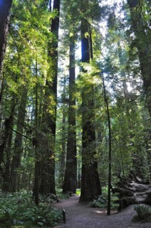Hiking trail through a redwood forest, coast redwood (Sequoia sempervirens), with play of light and