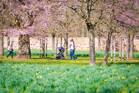 People walking under blossoming cherry trees on a sunny spring day in the park, Schwetzingen Palace