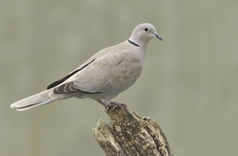Eurasian Collared Dove (Streptopelia decaocto), Canada