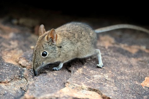 Short-eared Trunked Shrew (Macroscelides probosideus), Short-eared Elephant Shrew, Short-eared