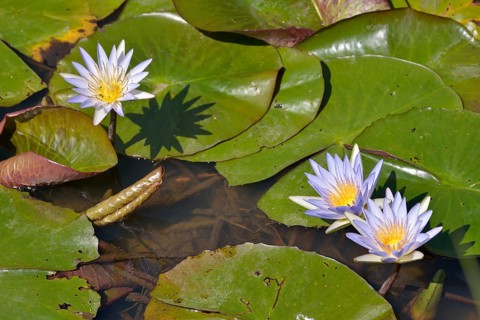 Blue Egyptian Water Lilies or Sacred Blue Lilies (Nymphaea caerulea), South Luangwa National Park,
