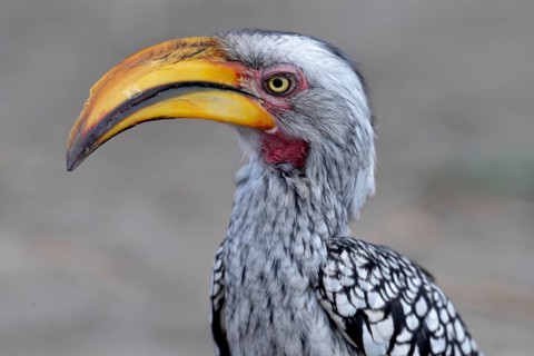 Southern Yellow-billed Hornbill (Tockus leucomelas), animal portrait, Savuti, Chobe National Park,