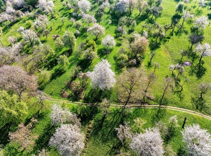 Spring on the Albtrauf of the Swabian Alb. Fruit trees blossom in the orchards in the Lenninger