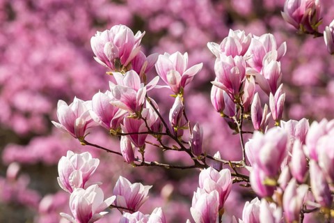 Magnolia blossom in the Moorish Garden at Wilhelma. Magnolias (Magnolia) are in bloom in the