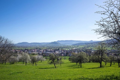 Panoramic spring view of Bissingen an der Teck and Albtrauf with blooming apple (Malus domestica)