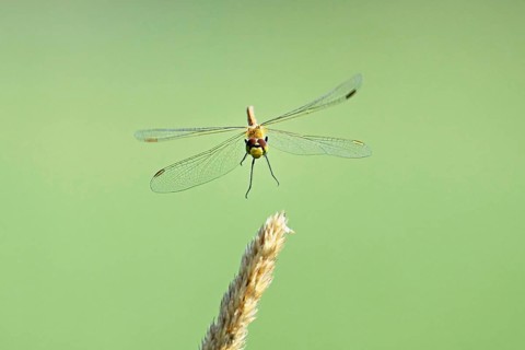 Marsh dragonfly (Sympetrum depressiusculum), female approaching a blade of grass, Switzerland