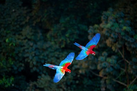 Red-and-green macaw (Ara chloropterus) Buraco das Araras Brazil