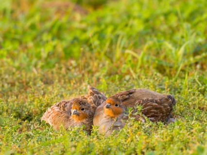Gray partridges (Perdix perdix), taking a dust bath on a fallow land, Solms, Hesse, Germany