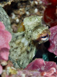 Green Octopus, Common Octopus (Octopus vulgaris) juvenile, hiding among pink red algae in the