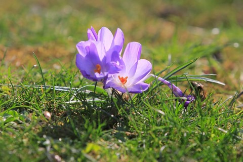 Purple crocuses (Crocus), North Rhine-Westphalia, Germany