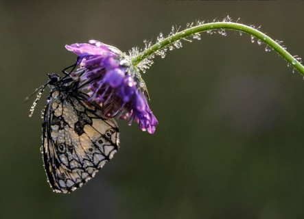 Board game, women's board, marbled white, melanargia galathea, checkerboard, butterfly, insects,