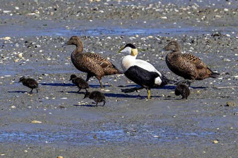 Crèche of common eider ducks (Somateria mollissima) two females and male walking with ducklings on