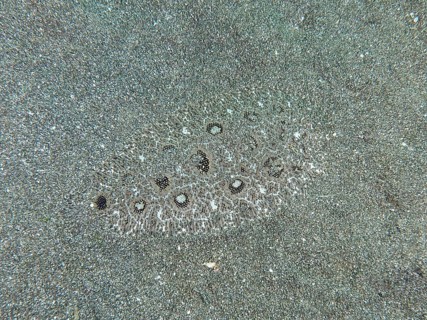 A flounder, Angler-Butt (Asterorhombus fijiensis), is perfectly camouflaged on a sandy seabed, dive