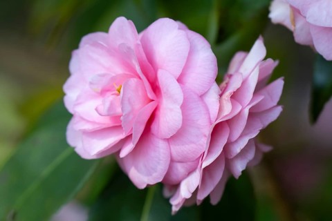 Japanese camellia (Camellia Japonica), single flower, North Rhine-Westphalia, Germany