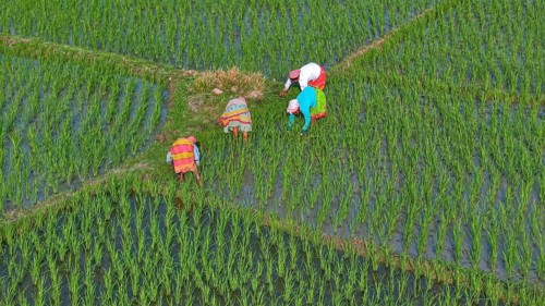 In an aerial view, farmers remove plastic and debris from a rice field to ensure healthy crop