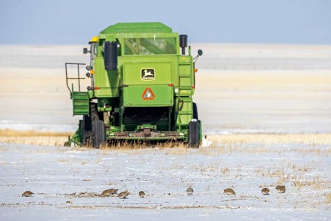Covey of grey partridges, English partridge (Perdix perdix) group foraging in the snow on farmland,