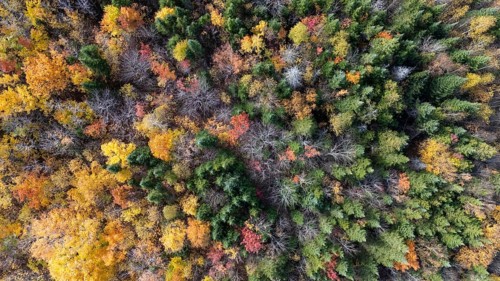 Boreal forest in late fall. Region of La Mauricie. Province of Quebec. Canada