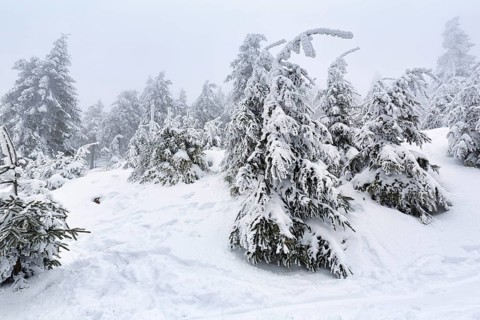 Snow-covered landscape with traces of hikers, spruce forest, dreary winter weather, Schierke,