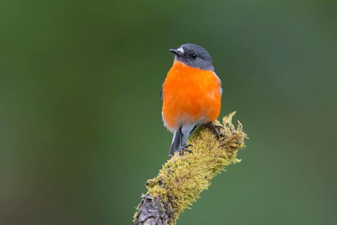 Flame Robin (Petroica phoenicea) male, Victoria, Australia