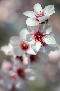 Almond blossom (Prunus dulcis), Rhineland-Palatinate, Germany